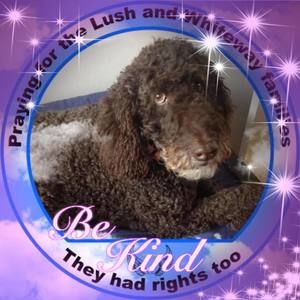 Meet your Posher, Sue